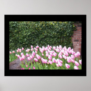 Tuin Tulp Poster Afbeelding
