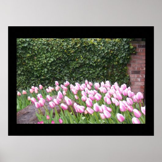 Tuin Tulp Poster Afbeelding (Voorkant)