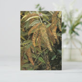 Tuin uit het raam (door Lucian Freud) Kaart (Staand voorkant)