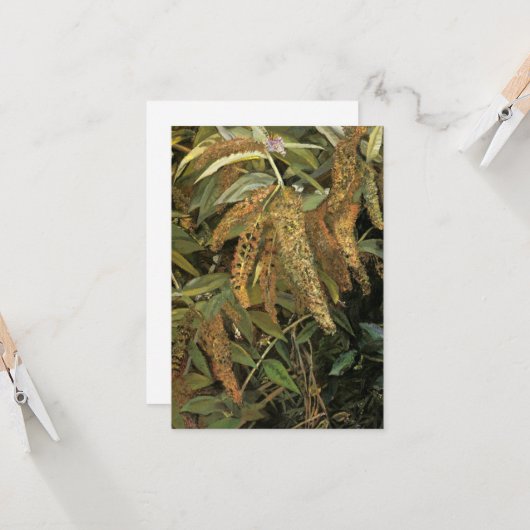 Tuin uit het raam (door Lucian Freud) Kaart (Voorkant / Achterkant in situ)