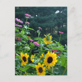 Tuin uitzicht, madeliefjes, cosmos, zonnebloemen briefkaart