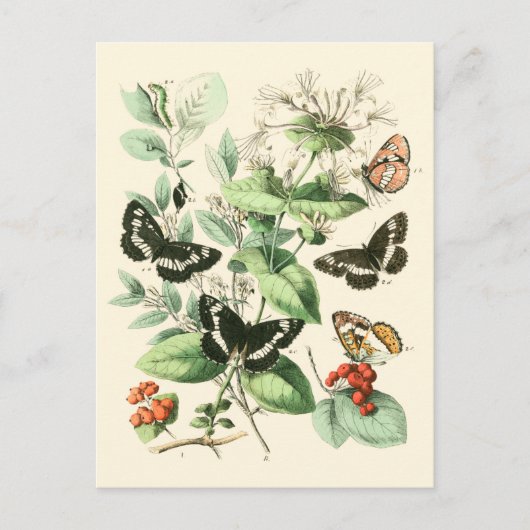 Tuin van Butterflies en Flowers Briefkaart (Voorkant)
