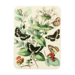 Tuin van Butterflies en Flowers Magneet