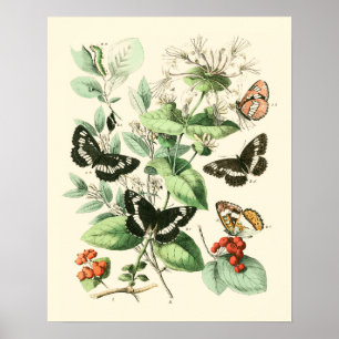 Tuin van Butterflies en Flowers Poster