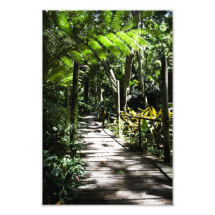 Tuin van de slapende reus Fiji Foto Afdruk