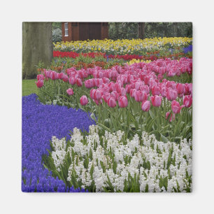 Tuin van druifhyacint, hyacint en tulpen, magneet