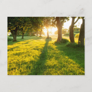 Tuin van Eden Oak-bomen Briefkaart