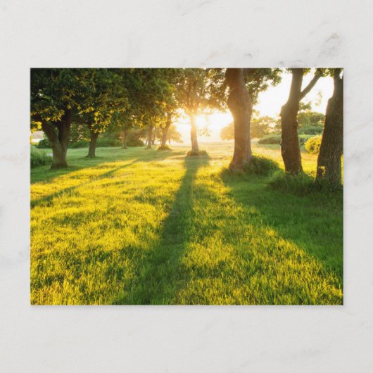 Tuin van Eden Oak-bomen Briefkaart (Voorkant)