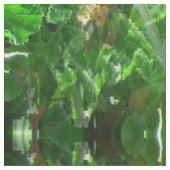 Tuin van Geraniums... Stof (Close Up)