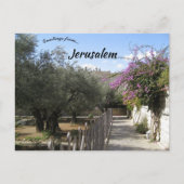 Tuin van Gethsemane Jerusalem 2 Briefkaart (Voorkant)