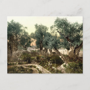 tuin van Gethsemane Jerusalem Israël 1890 Briefkaart