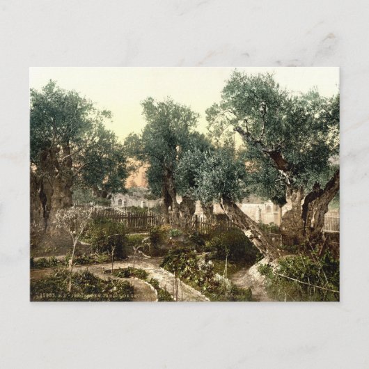  tuin van Gethsemane Jerusalem Israël 1890 Briefkaart (Voorkant)