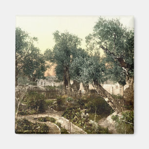  tuin van Gethsemane Jerusalem Israël 1890 Magneet