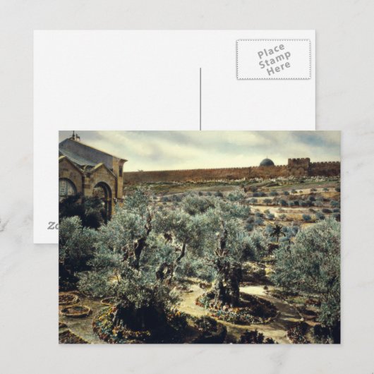  tuin van Gethsemane Jerusalem Israël Briefkaart (Voorkant / Achterkant)