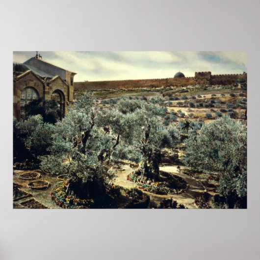  tuin van Gethsemane Jerusalem Israël Poster (Voorkant)