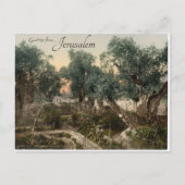 Tuin van Gethsemane Jeruzalem Briefkaart (Voorkant)