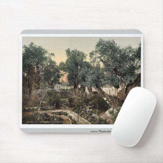 Tuin van Gethsemane, Jeruzalem, Heilige Land, klas Muismat (Met muis)