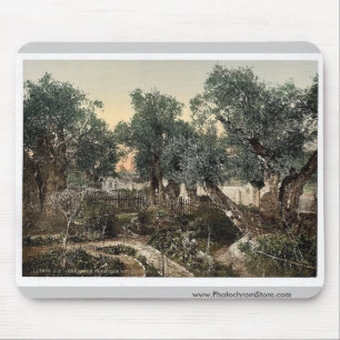 Tuin van Gethsemane, Jeruzalem, Heilige Land, klas Muismat