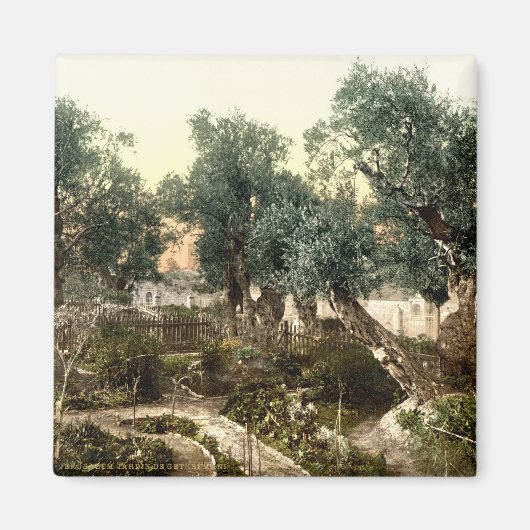  tuin van Gethsemane Jeruzalem Israel 1890 Magneet (Voorkant)