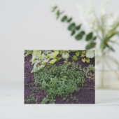Tuin van Mint Briefkaart (Staand voorkant)