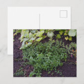 Tuin van Mint Briefkaart (Voorkant / Achterkant)