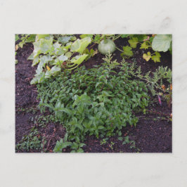 Tuin van Mint Briefkaart