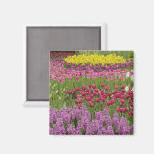 tuin van tulpen, daffodils en hyacinth magneet (Voorkant / Achterkant)