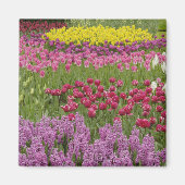 tuin van tulpen, daffodils en hyacinth magneet (Voorkant)