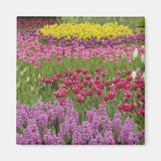 tuin van tulpen, daffodils en hyacinth magneet (Voorkant)