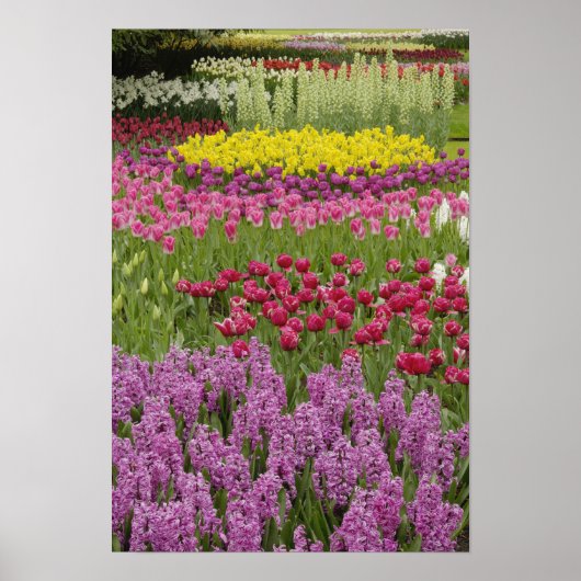 tuin van tulpen, daffodils en hyacinth poster (Voorkant)