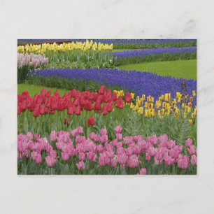Tuin van tulpen, druifhyacint en briefkaart