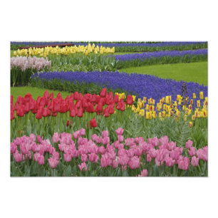 Tuin van tulpen, druifhyacint en foto afdruk