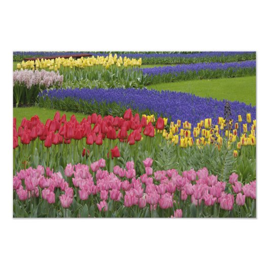 Tuin van tulpen, druifhyacint en foto afdruk (Voorkant)