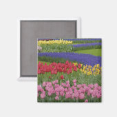 Tuin van tulpen, druifhyacint en magneet (Voorkant / Achterkant)