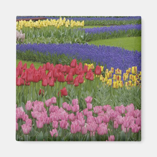 Tuin van tulpen, druifhyacint en magneet (Voorkant)