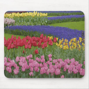 Tuin van tulpen, druifhyacint en muismat