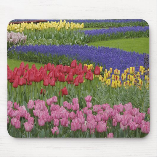 Tuin van tulpen, druifhyacint en muismat (Voorkant)