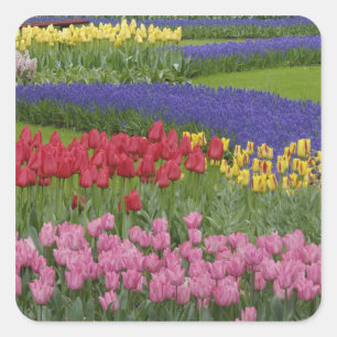 Tuin van tulpen, druifhyacint en vierkante sticker