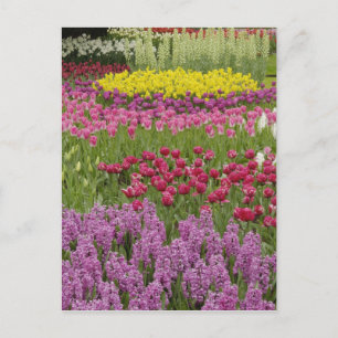 Tuin van tulpen, narcissen en hyacint briefkaart