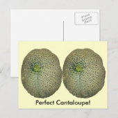 Tuin verse cantaloupe briefkaart (Voorkant / Achterkant)