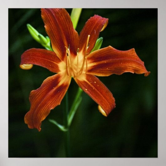 Tuin Vlam Print (Voorkant)