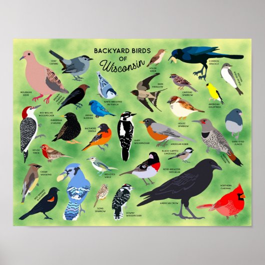 Tuin vogels van Wisconsin Poster (Voorkant)