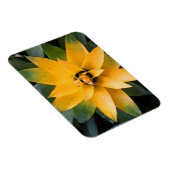 Tuinblad, plant gele bladeren, magneet (Rechterzijde)