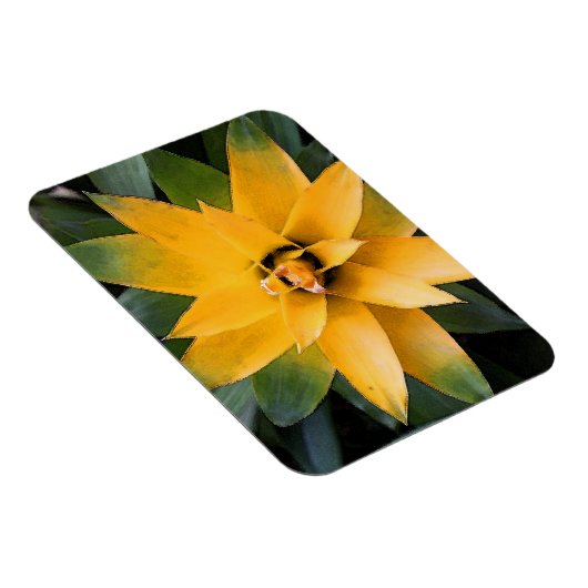 Tuinblad, plant gele bladeren, magneet (Rechterzijde)