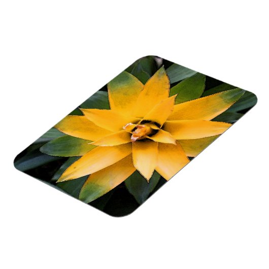 Tuinblad, plant gele bladeren, magneet (Linkerzijde)