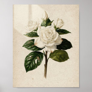 Tuinbloem en Knop Vintage Botanische Kunst Poster