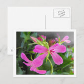 tuinbloem, roze briefkaart (Voorkant / Achterkant)