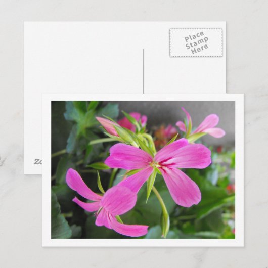 tuinbloem, roze briefkaart (Voorkant / Achterkant)