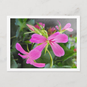 tuinbloem, roze briefkaart