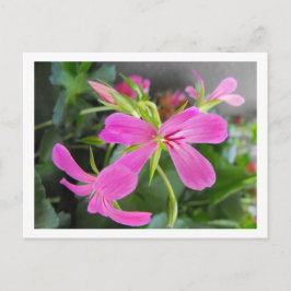 tuinbloem, roze briefkaart